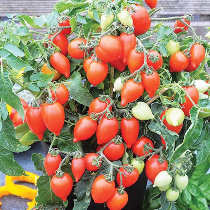Funnyplums Red Hybrid Tomato