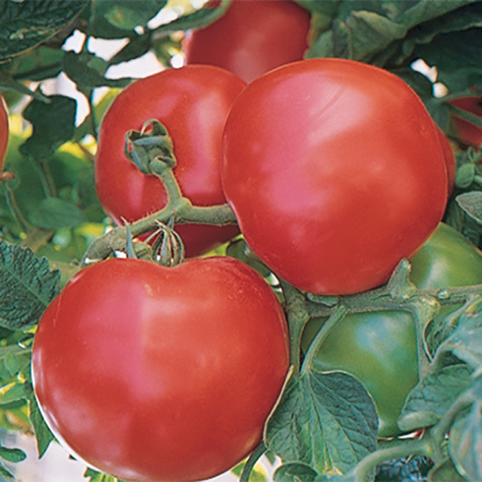 Fantom Hybrid Tomato