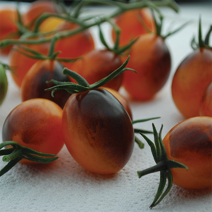 Indigo™ Kumquat Hybrid Tomato