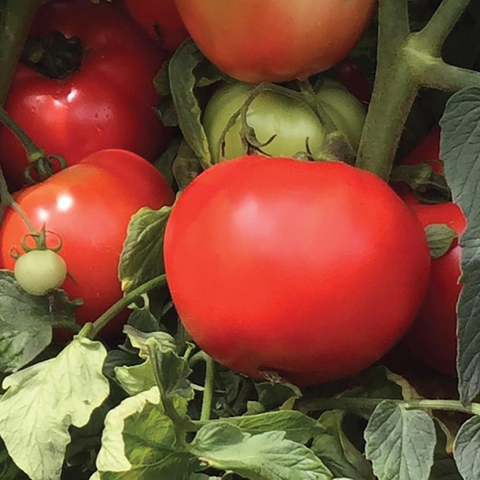 Loretta Hybrid Tomato