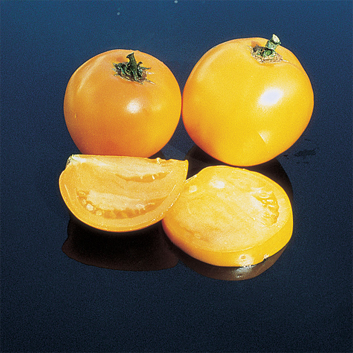 Pike County Yellow tomato BIG yellow heirloom non-gmo YUMM!
