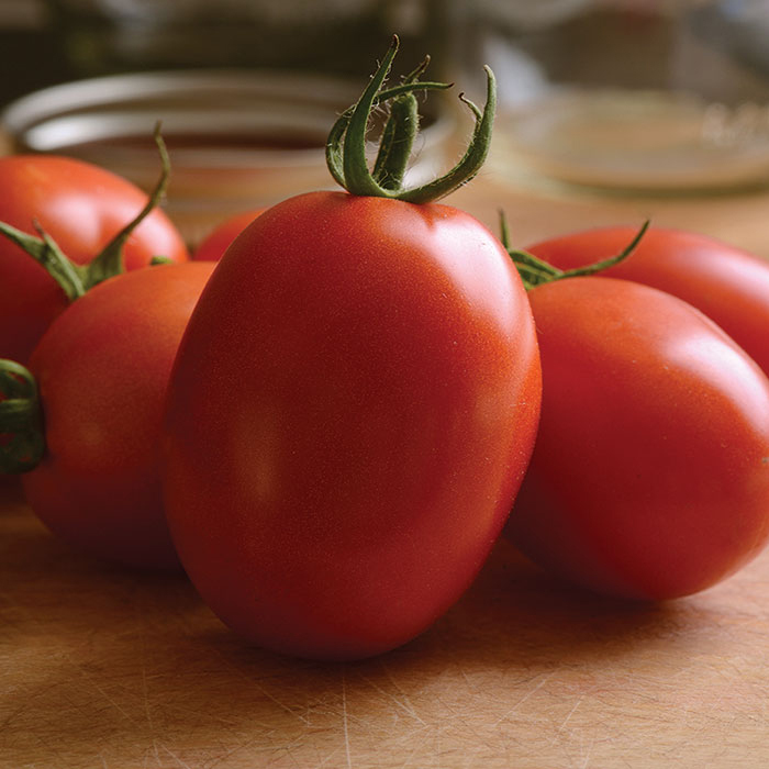Little Napoli Hybrid Tomato