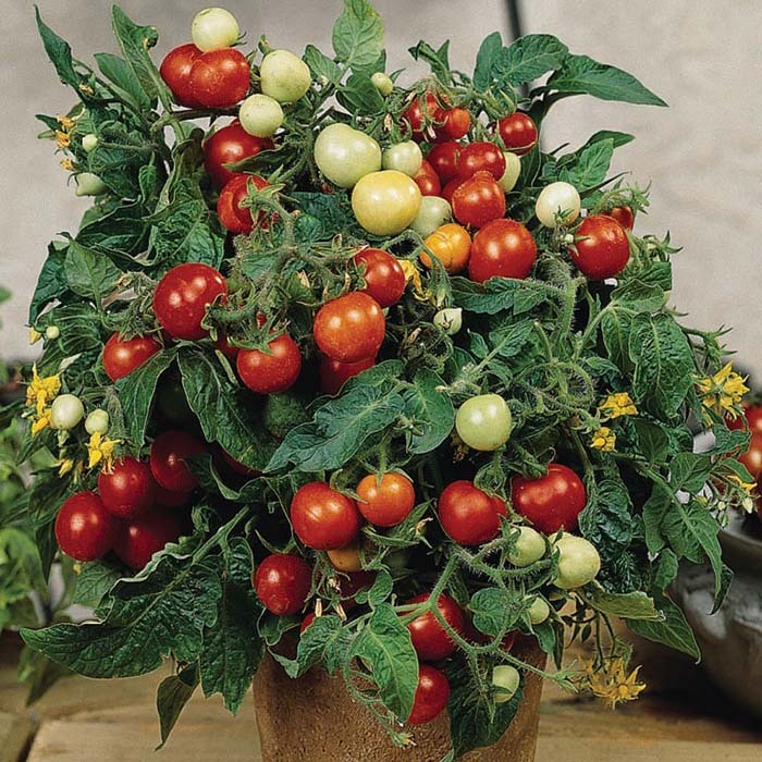 Micro-Tom Tomato Seeds Organic