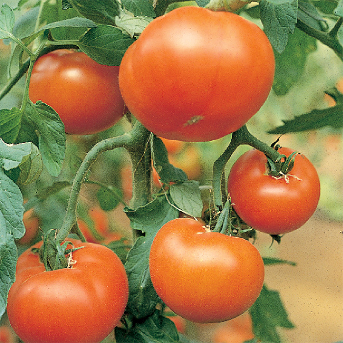 Mountain Delight Hybrid Tomato