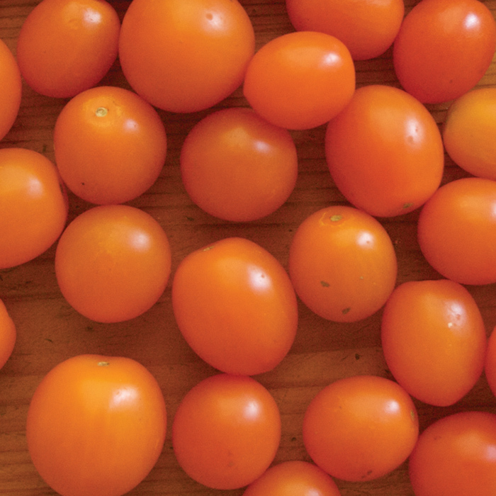 Orange Sunshine Hybrid Tomato