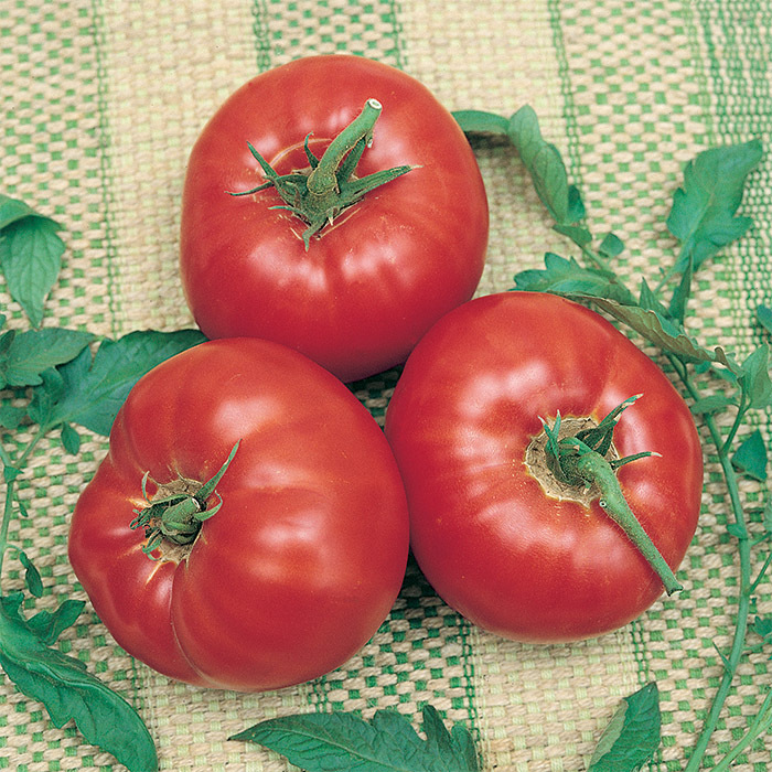 Parks Whopper CR Improved Hybrid Tomato