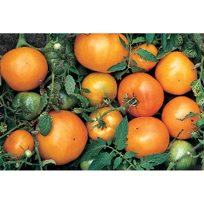 Persimmon Orange Tomato