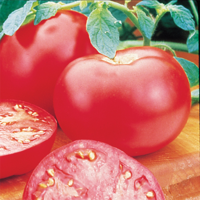 Pink Girl Hybrid Tomato
