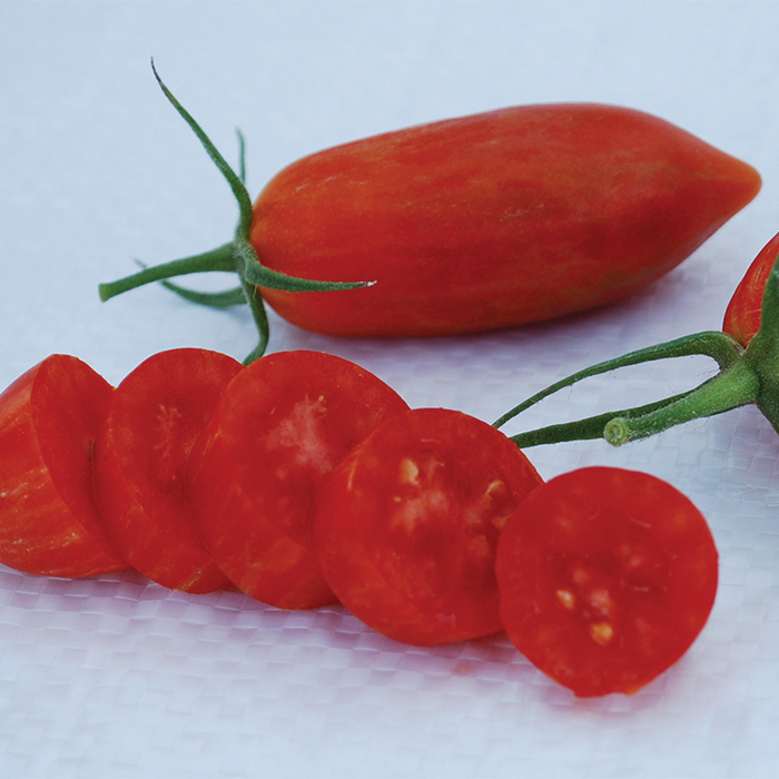 Cream of the Crop™ Prairie Fire Hybrid Tomato