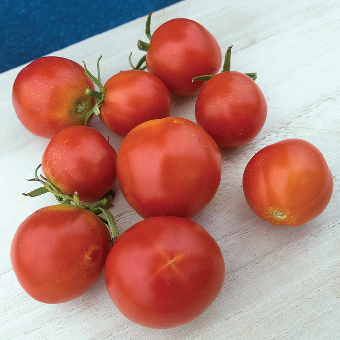 Quedlinburger Fruhe Liebe Tomato