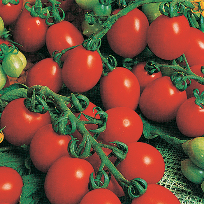 Huge amounts of plum shaped fruits! Italian Favorite Principe Borghese Tomato 