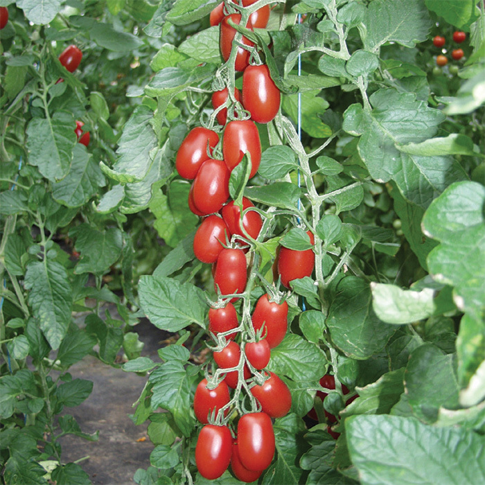 Ravello Hybrid Tomato