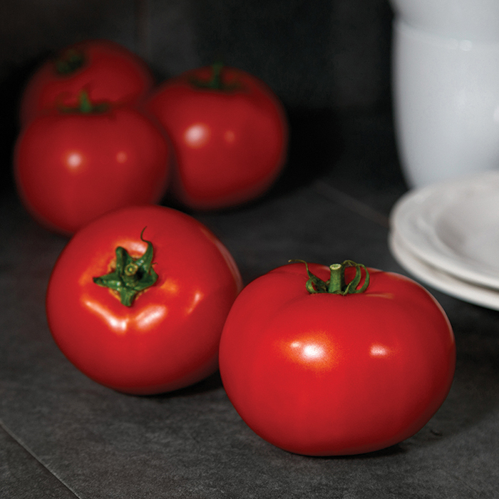Red Snapper Hybrid Tomato