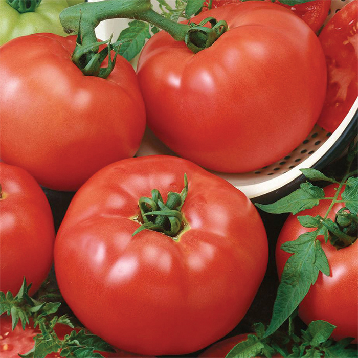 Brandymaster Red Hybrid Tomato