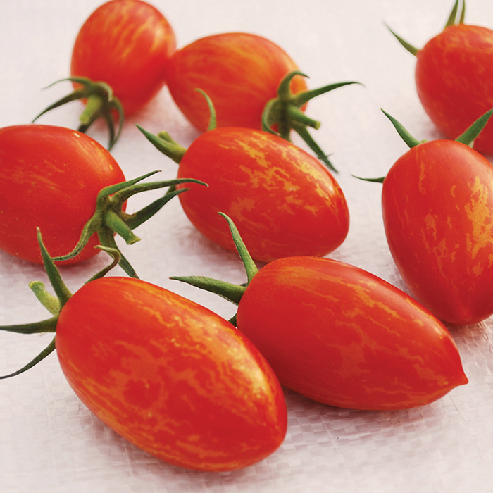 Cream of the Crop™ Red Torch Hybrid Tomato