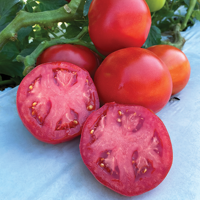 Rubee Dawn Hybrid Tomato