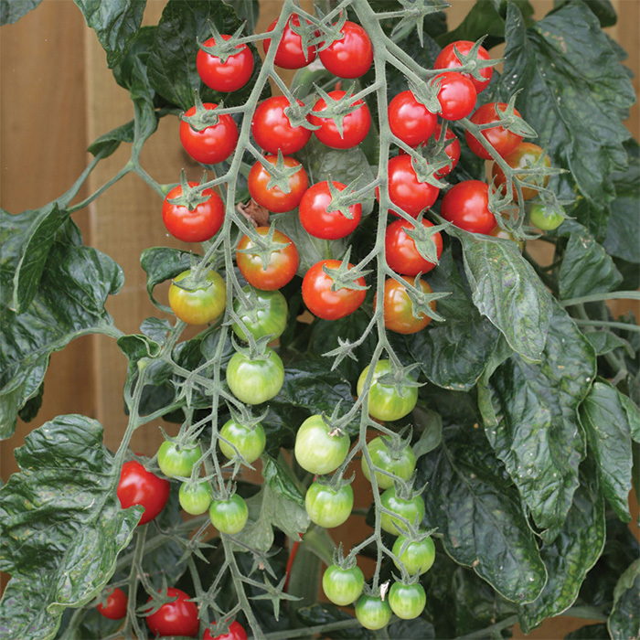 Rapunzel Hybrid Tomato