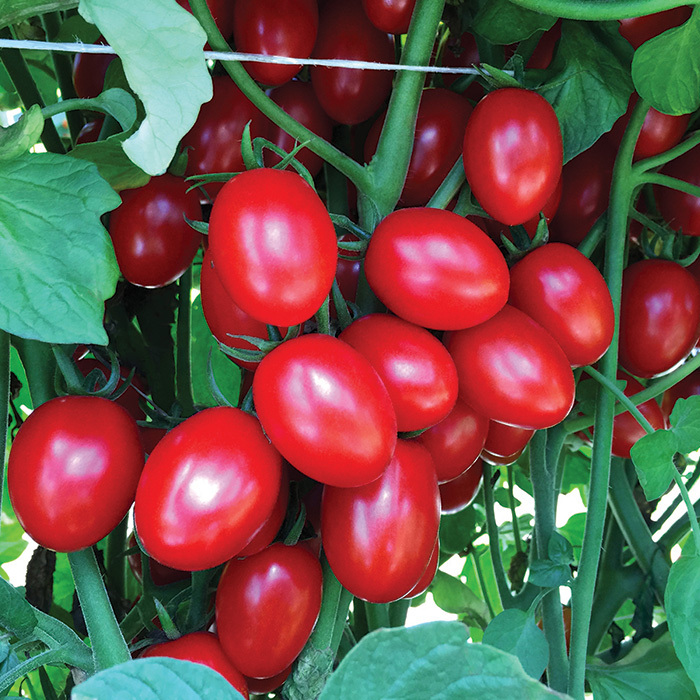 Ruby Crush Hybrid Tomato