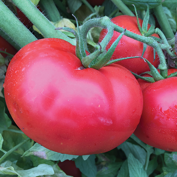 Sheryl Hybrid Tomato