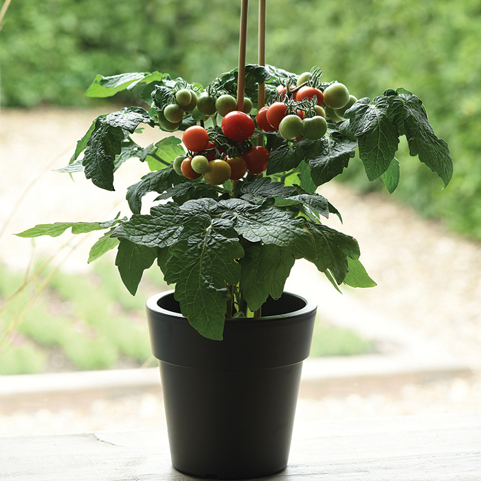 Kitchen Minis® Edible Potted Siam Hybrid Tomato