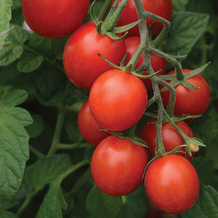 Sugar Rush Hybrid Tomato