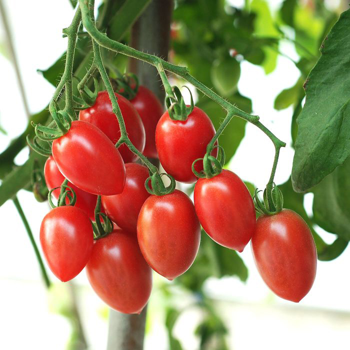 Sugary Hybrid Tomato
