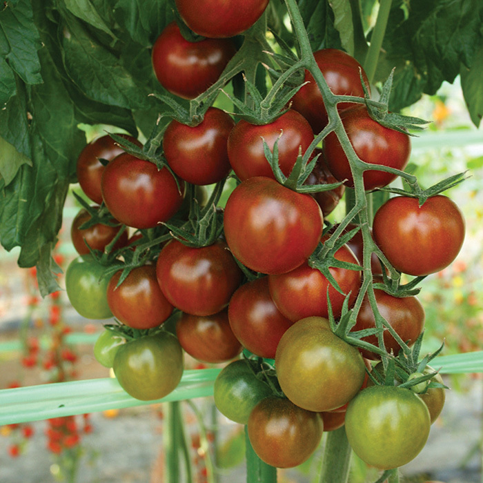 Sunchocola Hybrid Tomato