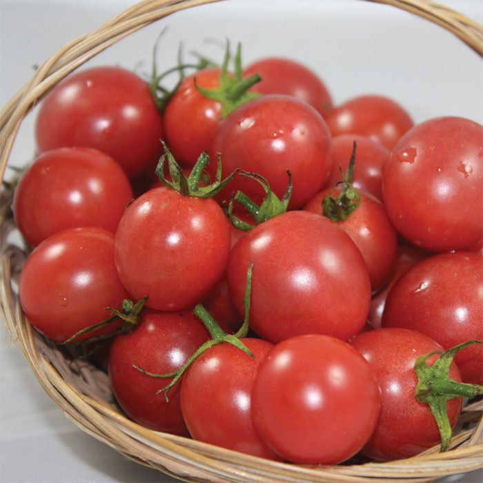 Sunpeach Hybrid Tomato