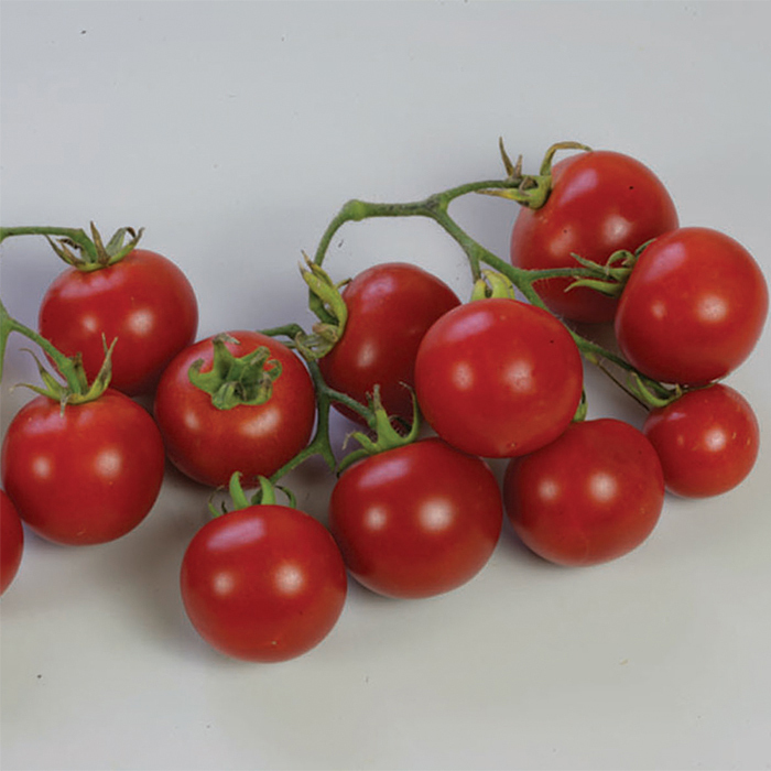 Sweet 'n' Neat Scarlet Improved Tomato