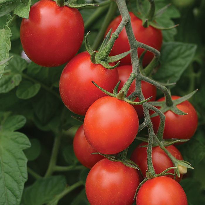 Tidy Treats Hybrid Tomato
