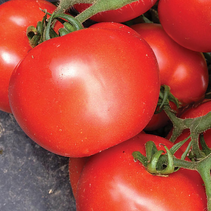 Tasti-Lee® 2 Hybrid Tomato