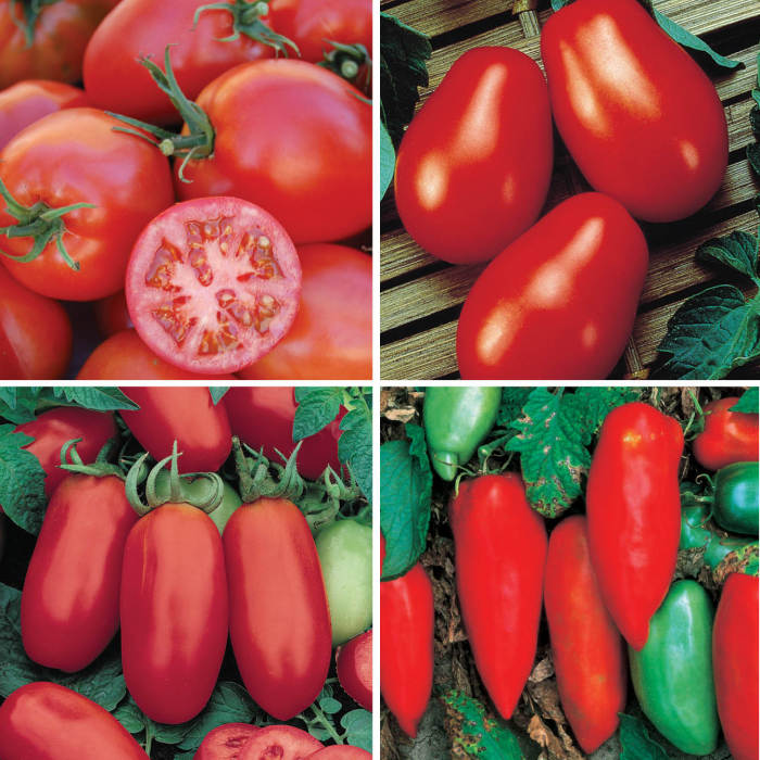 Best Paste Tomatoes Collection