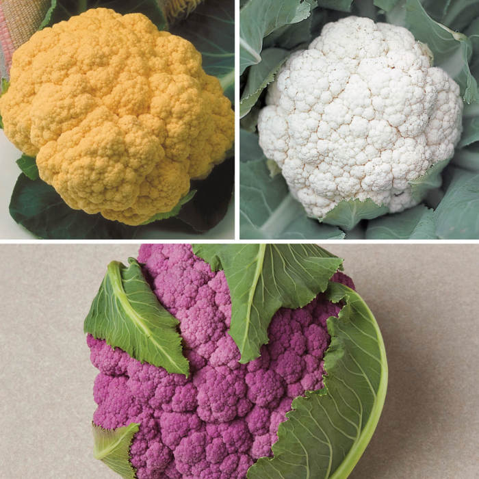 Colorful Cauliflower Collection