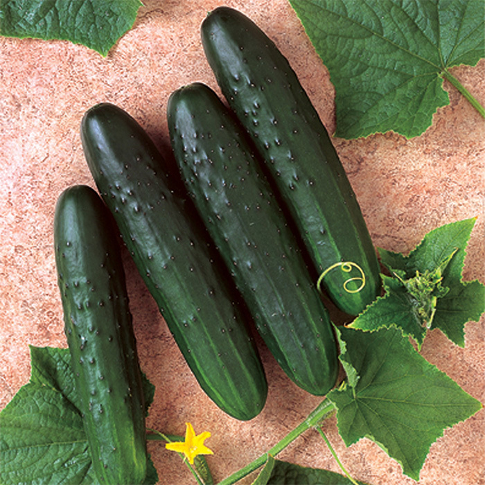 General Lee Hybrid Cucumber