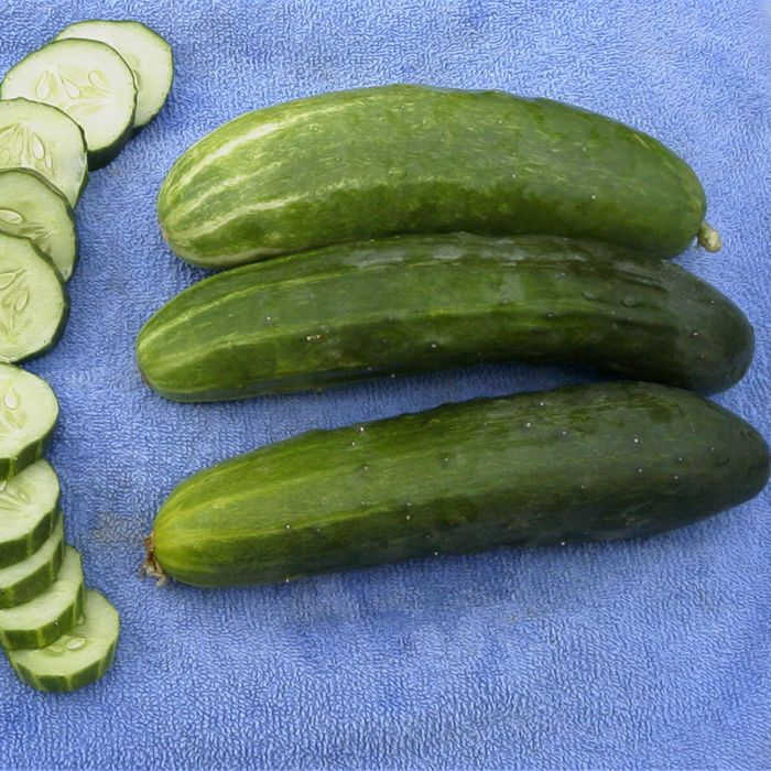 Cucumber Bush Crop 100 Seeds Heirloom Vegetable 