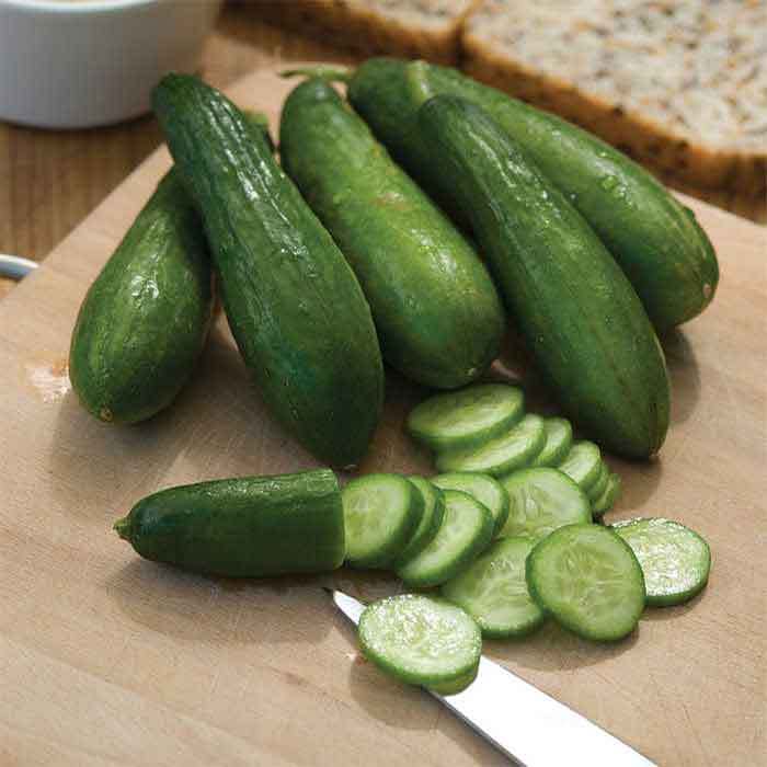 Mini Munch Hybrid Cucumber
