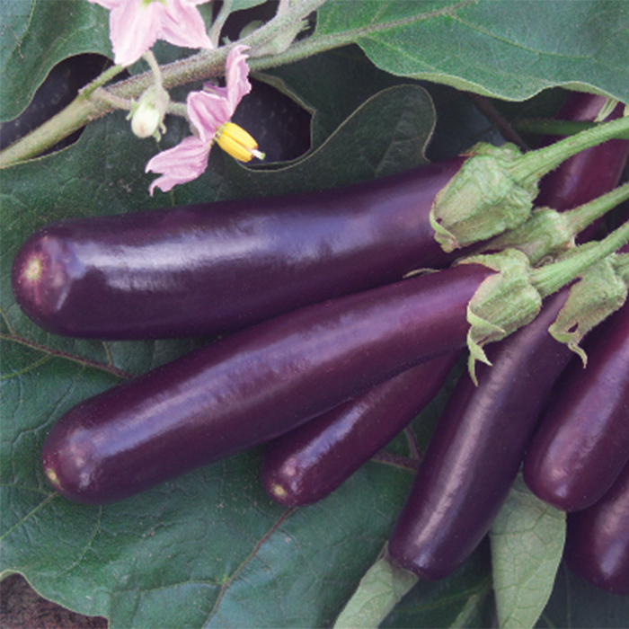 Hansel Hybrid Eggplant