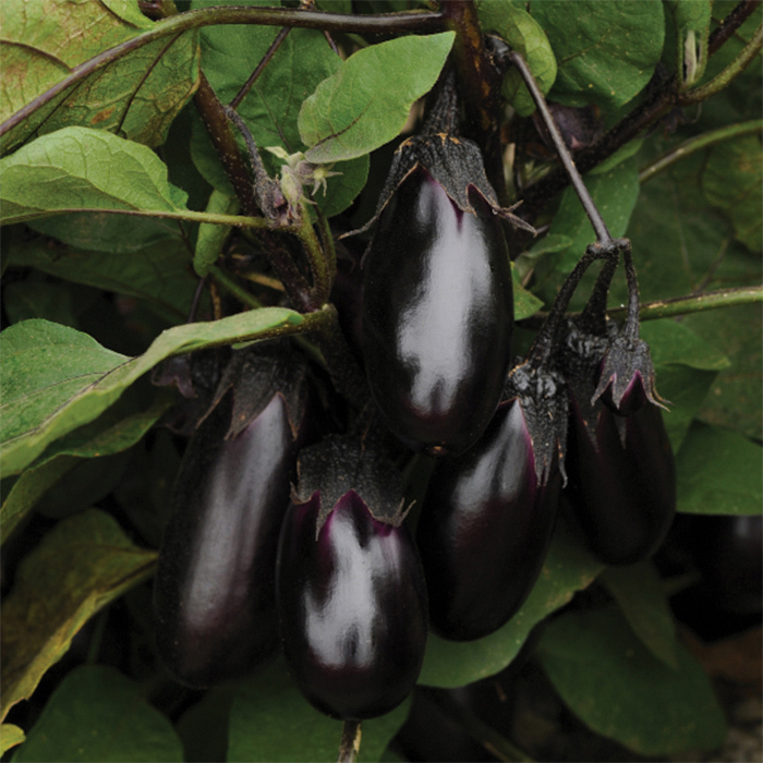 Patio Baby Hybrid Eggplant