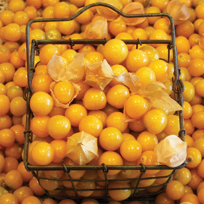 seeds Ground Cherry Aunt Molly HONEYSWEET and RICH! 20