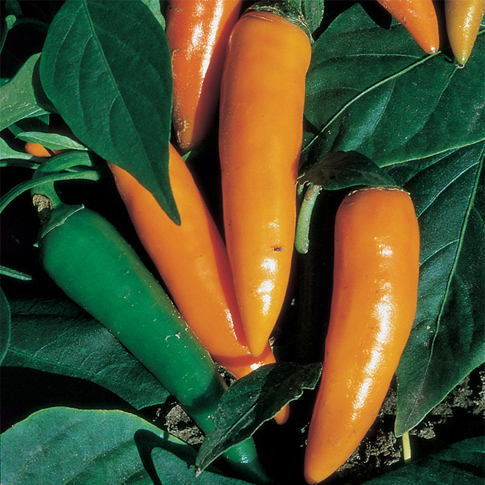 Bulgarian Carrot Pepper