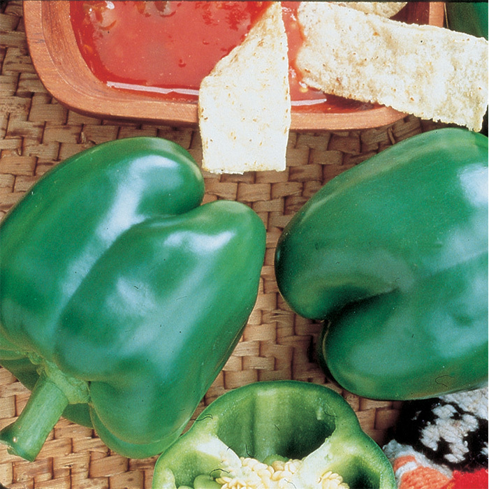 Fajita Hybrid Pepper