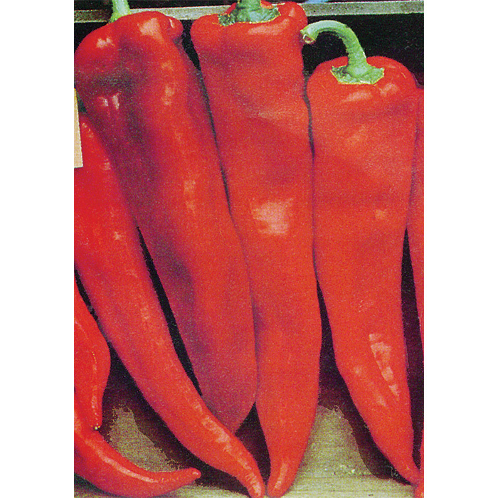 Corno Di Toro Red Pepper