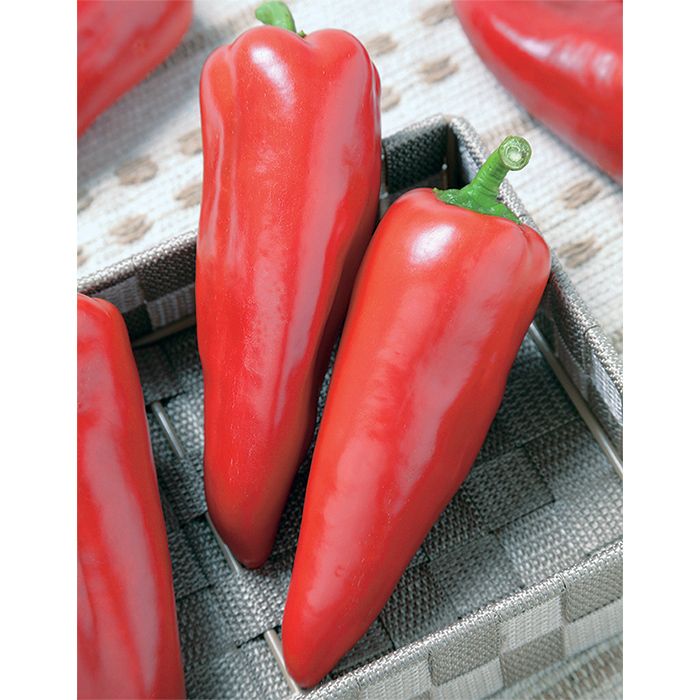 Crest Red Hybrid Pepper