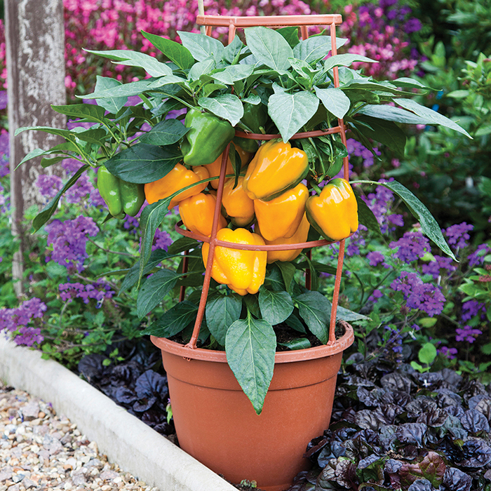 bell pepper plant