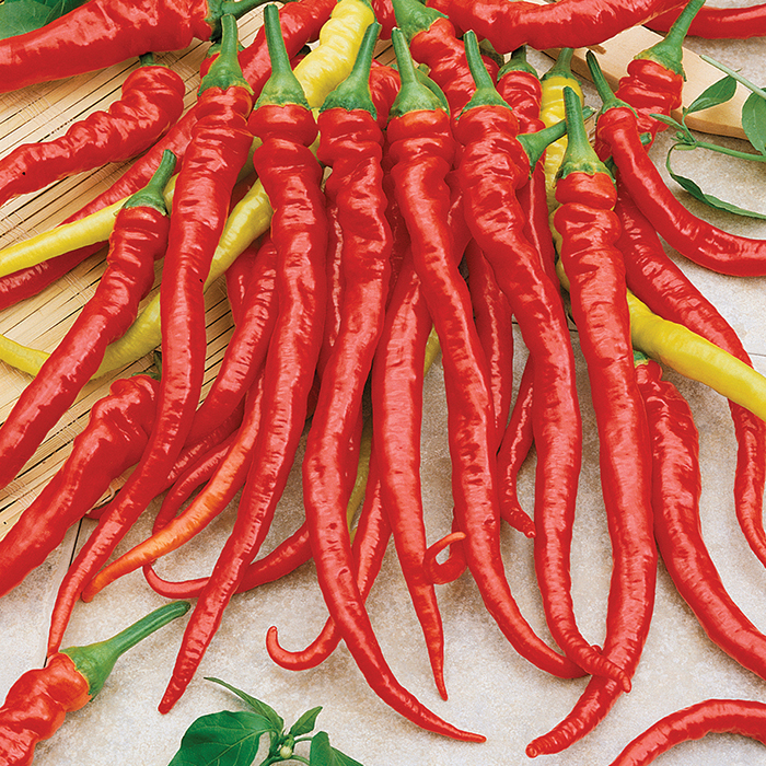 Pepper Sweet Sweet Cayenne Sweet Non Bell Pepper Seeds Totally 