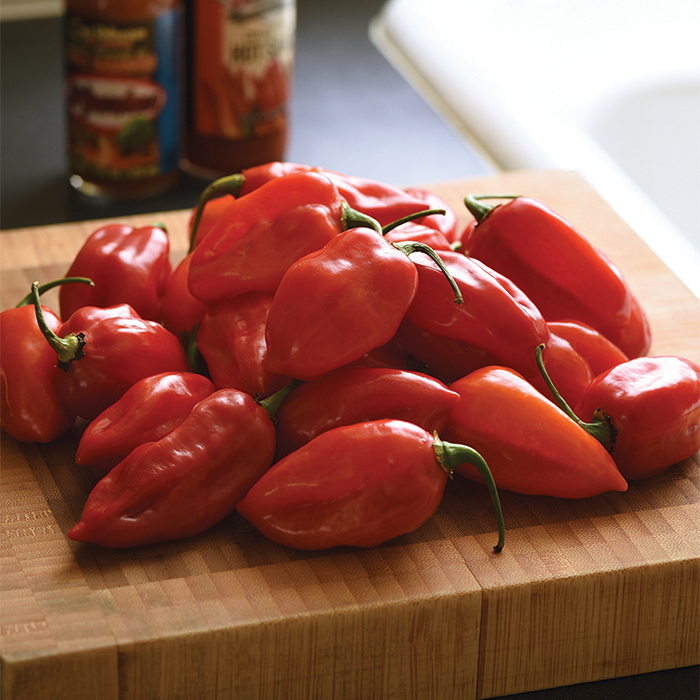 Habanero Primero Red Hybrid Pepper