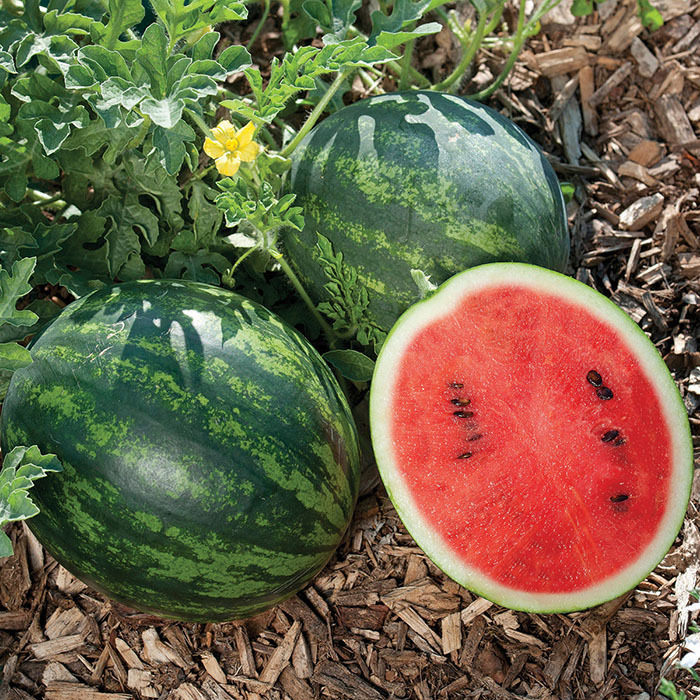 Mini Love Hybrid Watermelon