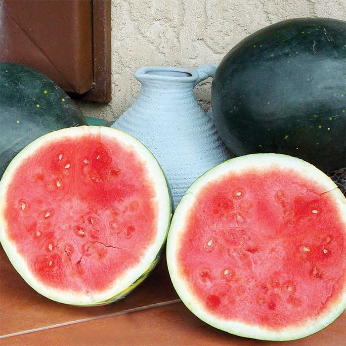 Harvest Moon Hybrid Watermelon