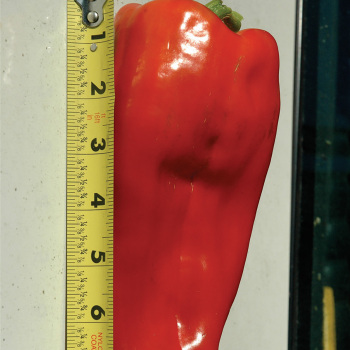Pepper, Sweet, Goliath™ Hybrid Pepper, Sweet, Goliath™ Hybrid