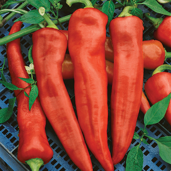 Pepper, Hot, Goliath™ Griller Hybrid